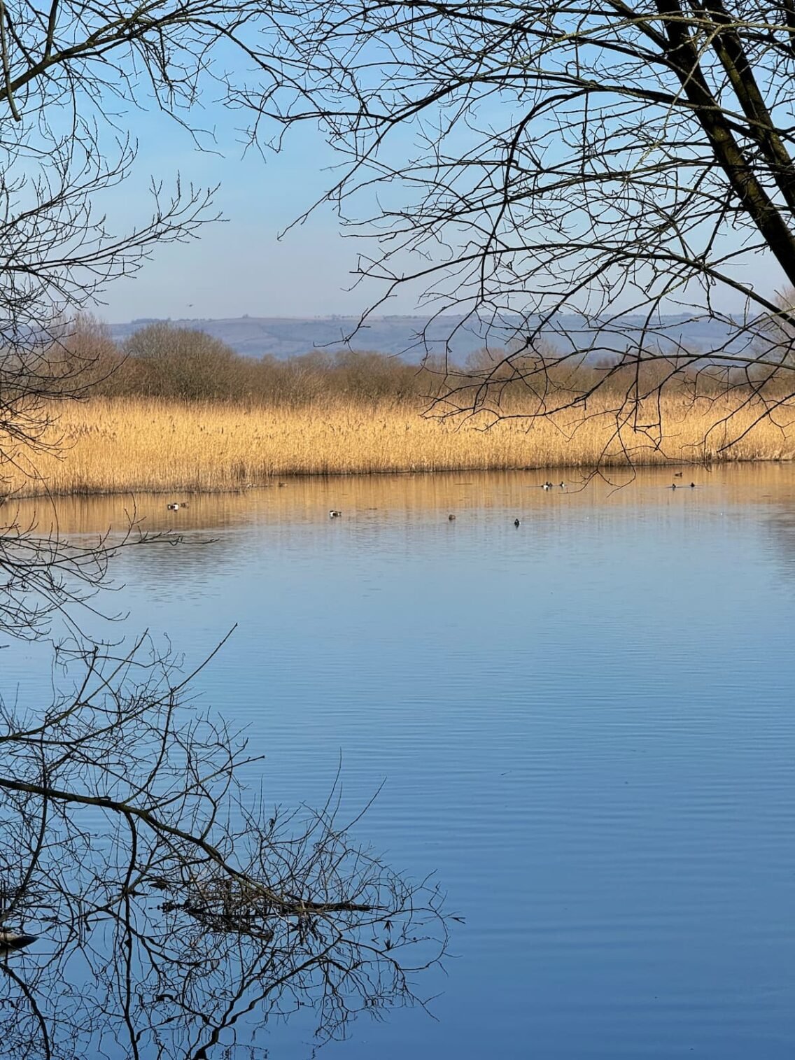 Ham Wall Nature Reserve Somerset Levels