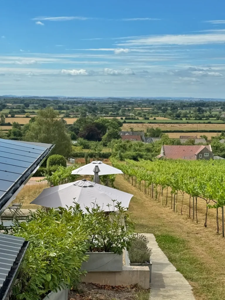 Wraxall Vineyard Somerset winery